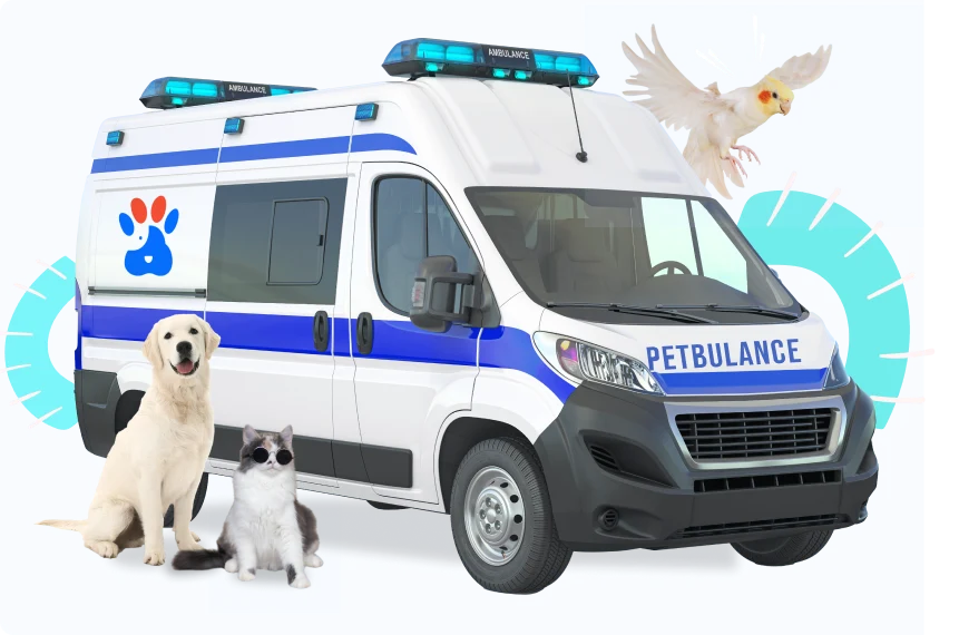 رزرو دامپزشک سیار در ساعت مناسب