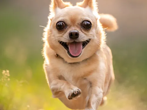 سگ خوشحال