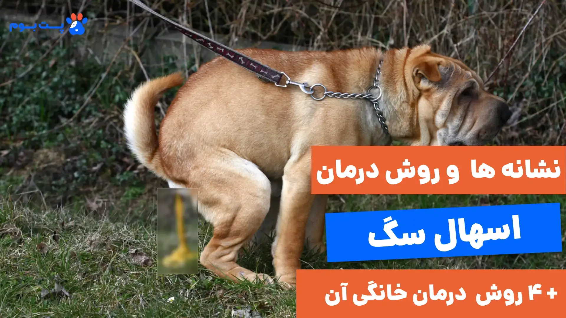 نشانه‌ها و روش‌های درمان اسهال سگ به همراه درمان خانگی آن!